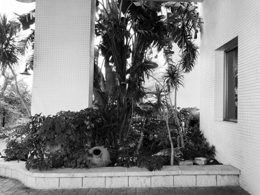 Konut ve Rishon Le Zion seramik sürahi ile yeşil bitkiler ile çevrili