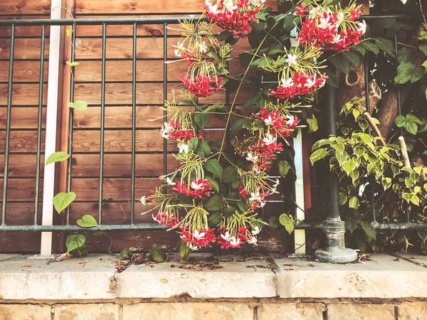 Las plantas ornamentales crecen en los parques de la ciudad cerca de casa. En verano —  Fotos de Stock