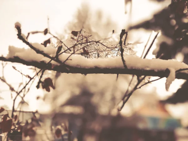 Una ramita de un árbol, hojas en la nieve. Nieve en la calle de la ciudad. El comienzo del invierno en Bakuriani — Foto de Stock