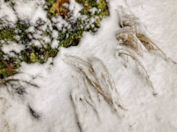 Moos bedeckt von Schnee auf der Oberfläche des Baumes. Moos wächst auf einem Baum. Nahaufnahme — Stockfoto
