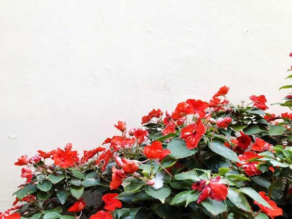 Las plantas ornamentales crecen en los parques de la ciudad cerca de casa. En verano —  Fotos de Stock