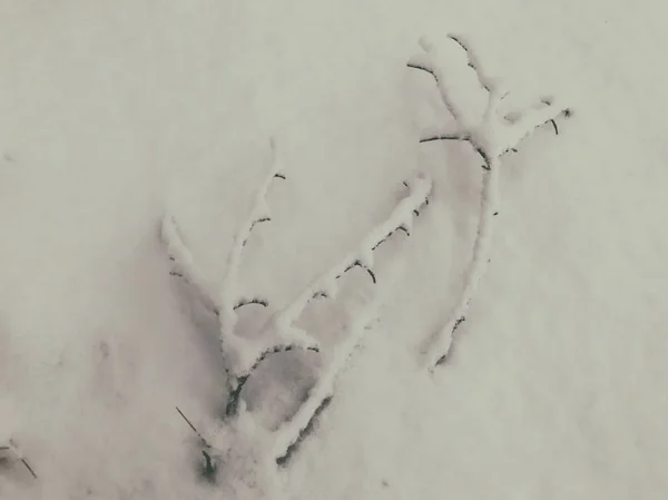 Ramură de copac căzut în zăpadă. Sezonul de iarnă. Ninsoare — Fotografie, imagine de stoc