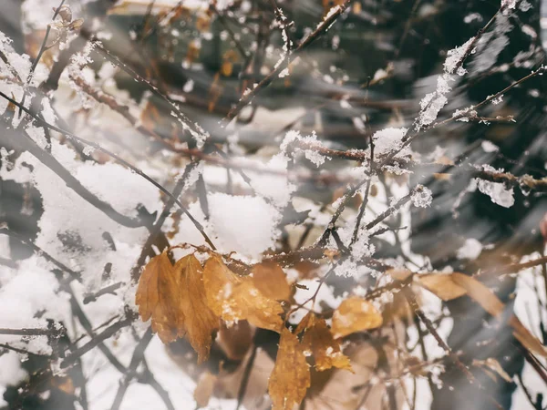 Sprig drzewa, liście w śniegu. Śnieg na ulicy miasta. Początek zimy w Bakuriani — Zdjęcie stockowe