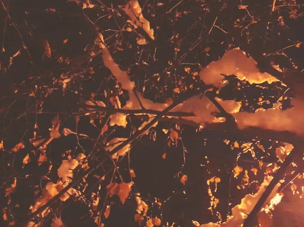 가지 눈으로 덮여. 밤입니다. 화려한 효과 — 스톡 사진