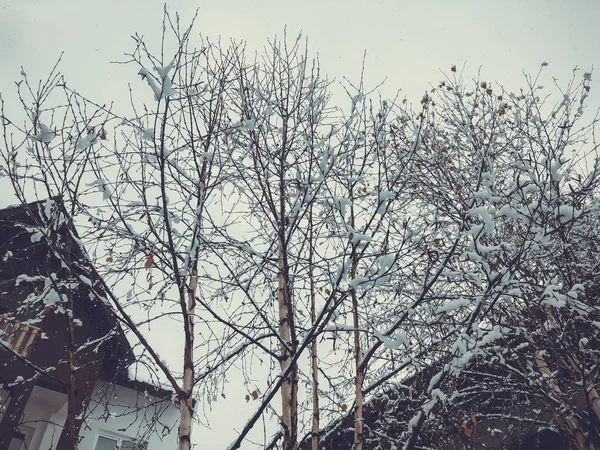 Árboles cubiertos de nieve en la nevada. Mediodía de invierno en estación de esquí de montaña Bakuriani — Foto de Stock