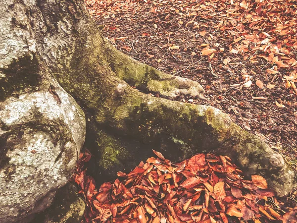 古い木の根が地面に赤オレンジ色の紅葉林緑の苔で覆われて — ストック写真