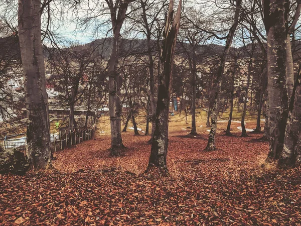 Hoja caída en el bosque otoñal. Bosque con árboles desnudos y hojas secas de otoño de color naranja caído. Otoño en las montañas. Bakuriani — Foto de Stock