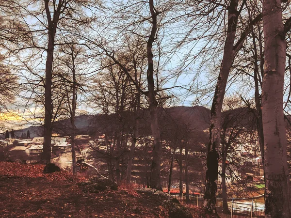 Hoja caída en el bosque otoñal. Bosque con árboles desnudos y hojas secas de otoño de color naranja caído. Otoño en las montañas. Bakuriani — Foto de Stock