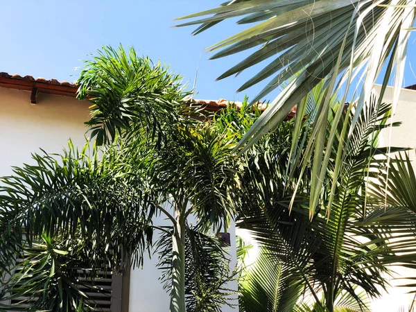 Privé moderne huis en palm bomen op de straten in Rishon Le Zion, Israël — Stockfoto