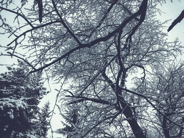 Schnee bedeckte Bäume im Schneefall. Winter-Mittag im Gebirgsskigebiet Bakuriani — Stockfoto