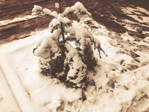 Kis lucfenyő a hóban, a város egy utcáján. Téli délben. Havas utca. Hegyi sí resort Bakuriani — Stock Fotó