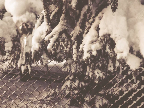 Fichtenzweig mit Eiszapfen. Schöne Aussicht auf den Schnee. Der Beginn des Winters in Bakuriani — Stockfoto