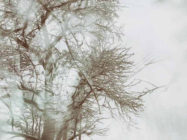 Árboles cubiertos de nieve en la nevada. Mediodía de invierno en estación de esquí de montaña Bakuriani —  Fotos de Stock