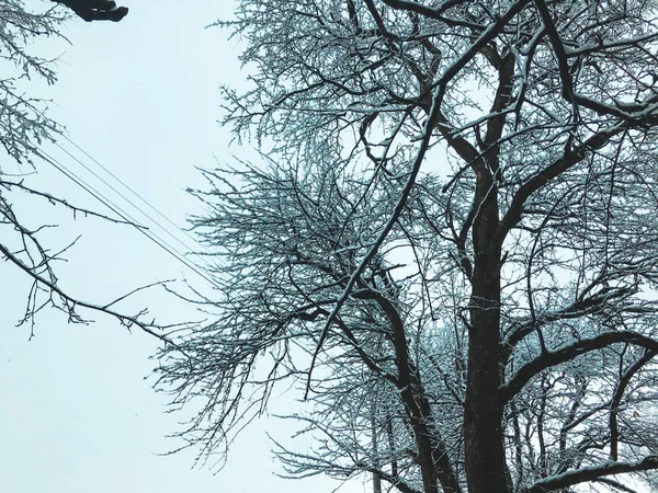 A neve cobriu árvores na queda de neve. Meio-dia de inverno na estância de esqui de montanha Bakuriani — Fotografia de Stock