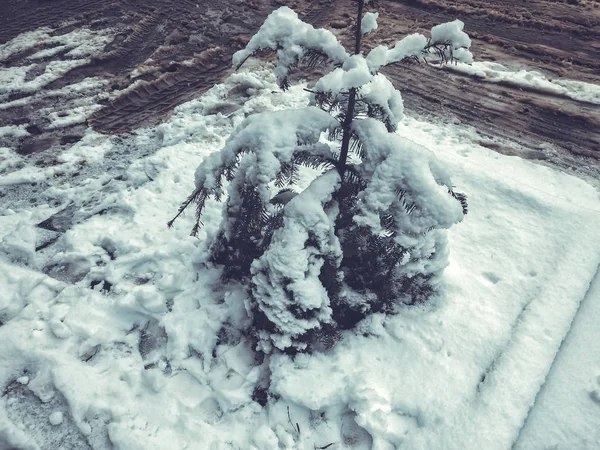 Pequeño abeto en la nieve en una calle de la ciudad. Medio día de invierno. Calle nevada. Estación de esquí de montaña Bakuriani — Foto de Stock