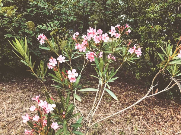 Ροζ λουλούδια και πράσινα φύλλα στην αυλή. Κοντινό πλάνο — Φωτογραφία Αρχείου