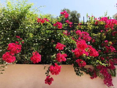 Yeşil bitkiler ve Rishon Le Zion çiçeklerle çevrili özel house çit.