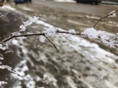 Kar donmuş bir ağaç, delikanlı. Şehir sokakta kar. Bakuriani kışın başında