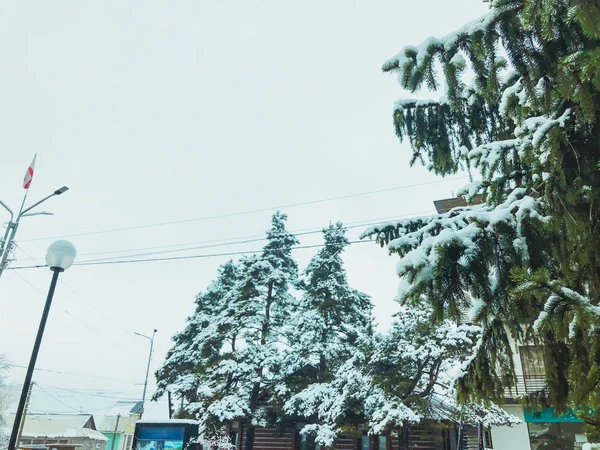 Ветка елки с белым снегом. Зима в городе. Белое небо — стоковое фото