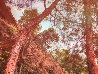 Güzel çam ağaçları ve yol kenarında gökyüzüne karşı yeşil çimenler. Bitmeyen yeşil ağaçları yakın çekim