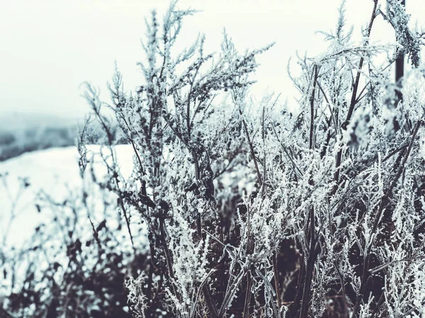 雪中的干草分枝。雪干花 — 图库照片