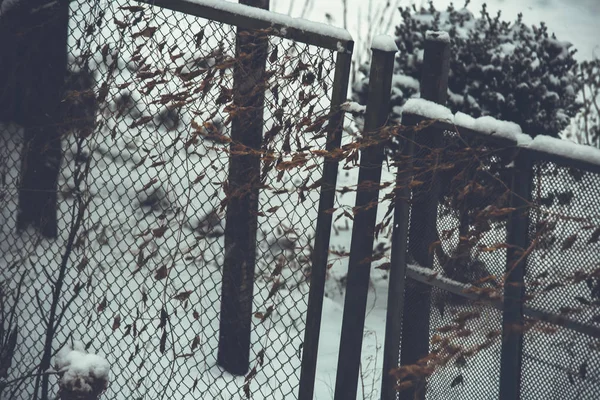 흐린 겨울 날씨에 숲 눈 덮인 겨울 나무. — 스톡 사진