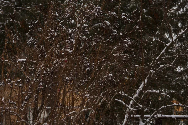 Bosque árboles nevados de invierno en clima nublado de invierno . — Foto de Stock