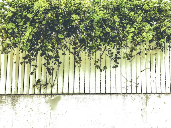 Sobre la cerca de madera blanca hermosas hojas verdes. Primer plano. — Foto de Stock