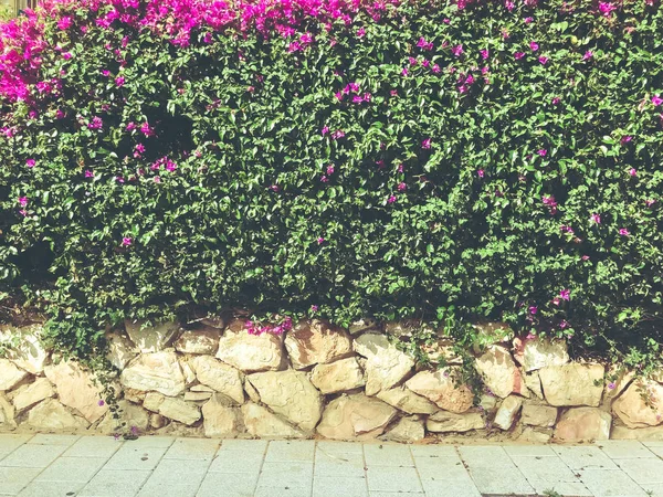 Primavera hojas verdes y flores en Israel. Primer plano. . —  Fotos de Stock