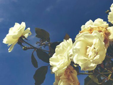 Çiçeği güller. Bahar çiçekleri İsrail. Atış kapatın.