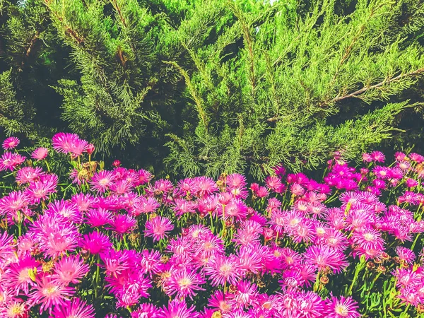 Flores de primavera en Israel. Primer plano. . —  Fotos de Stock