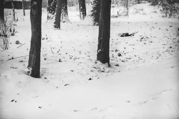 Лісові снігові зимові дерева в похмуру зимову погоду . — стокове фото