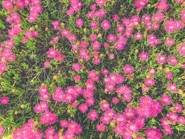 Flores de primavera en Israel. Primer plano. . —  Fotos de Stock