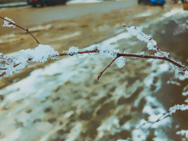 Kvist av ett träd, frusen snö. Snö på gatan av staden. Början av vintern i Bakuriani — Stockfoto