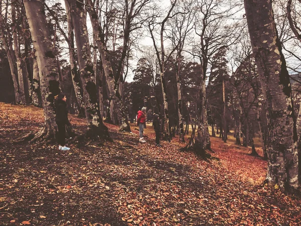Autumn in the mountains forest. Children walking in the woods. Forest with bare trees, fallen orange autumn leaves.