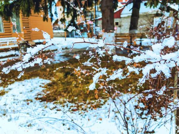 Kvist av ett träd, frusen snö. Snö på gatan av staden. Början av vintern i Bakuriani — Stockfoto