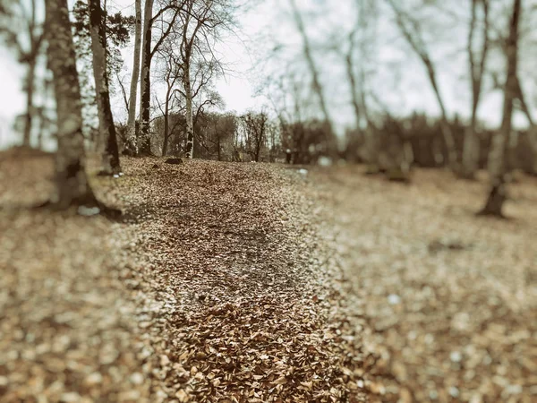Πεσμένο φύλλο στο δάσος το φθινόπωρο. Δάσος με γυμνά δέντρα και ξηρά νεκρά Πορτοκαλί φθινοπωρινά φύλλα. Φθινόπωρο στα βουνά. Bakuriani — Φωτογραφία Αρχείου