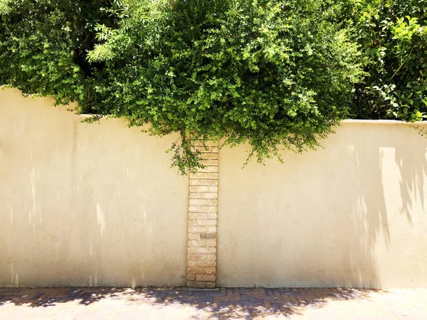 Cerca de piedra y árbol en Rishon Le Zion. Primer plano. —  Fotos de Stock