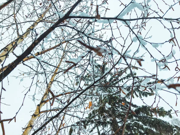 Schnee bedeckte Bäume im Schneefall. Winter-Mittag im Gebirgsskigebiet Bakuriani — Stockfoto