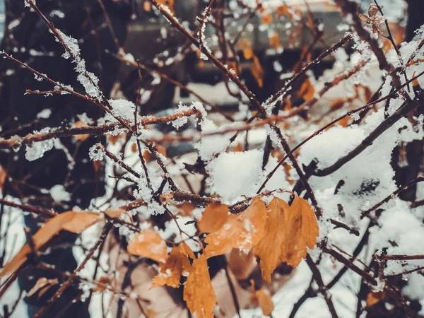 Una ramita de un árbol, hojas en la nieve. Nieve en la calle de la ciudad. El comienzo del invierno en Bakuriani — Foto de Stock