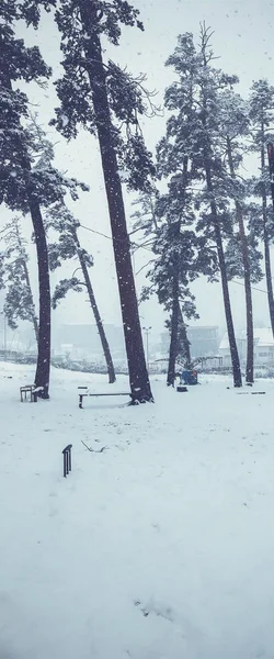 Havazás. Fák a hóban. Hegyi sí resort Bakuriani — Stock Fotó