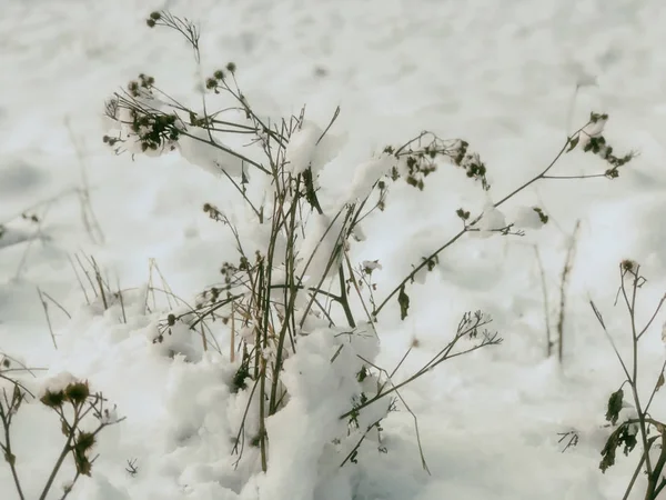 一棵树的枝条，雪地上的树叶。城市街道上的雪。在Bakuriani的冬天开始了 — 图库照片