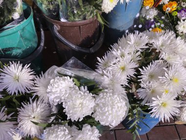 Güneşli bir günde beyaz çiçekler. Yakın çekim vurdu