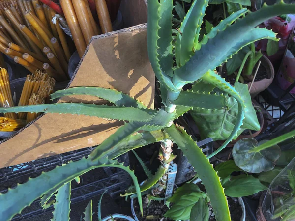 Flor de aloe en un día soleado afuera. Primer plano de disparo —  Fotos de Stock