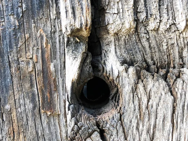 나무 울타리의 구조입니다. 가까이에서 촬영 — 스톡 사진