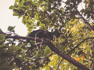 Bir ağaç üzerinde beyaz lekeler ile güzel siyah kedi. Yakın çekim vurdu