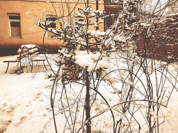 Nieve congelada en una ramita de un árbol. Nieve en la calle de la ciudad. Bancos del parque cubiertos de nieve. El comienzo del invierno en Bakuriani — Foto de Stock