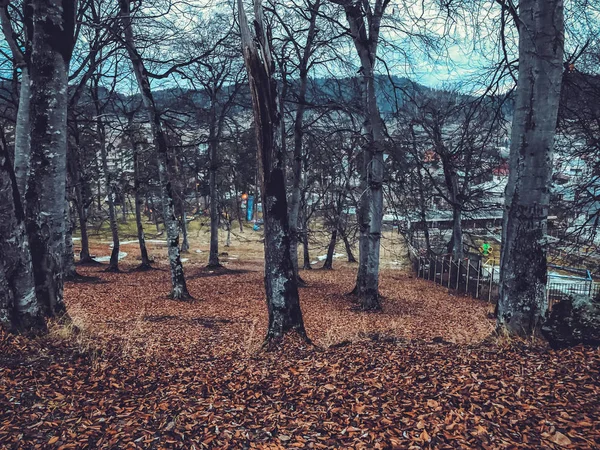 Πεσμένο φύλλο στο δάσος το φθινόπωρο. Δάσος με γυμνά δέντρα και ξηρά νεκρά Πορτοκαλί φθινοπωρινά φύλλα. Φθινόπωρο στα βουνά. Bakuriani — Φωτογραφία Αρχείου