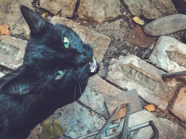 Belo gato preto na rua. Imagem de close-up — Fotografia de Stock