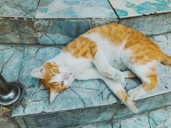 Gato vermelho bonito com lugares brancos em uma rua de cidade. Imagem de close-up — Fotografia de Stock